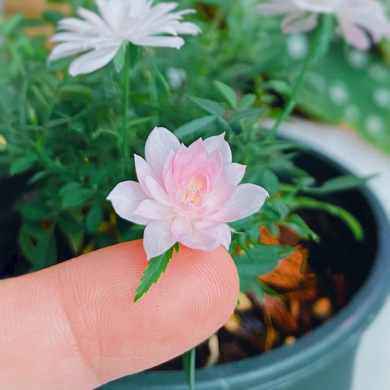 Micro Otome Rose - Kate Roses