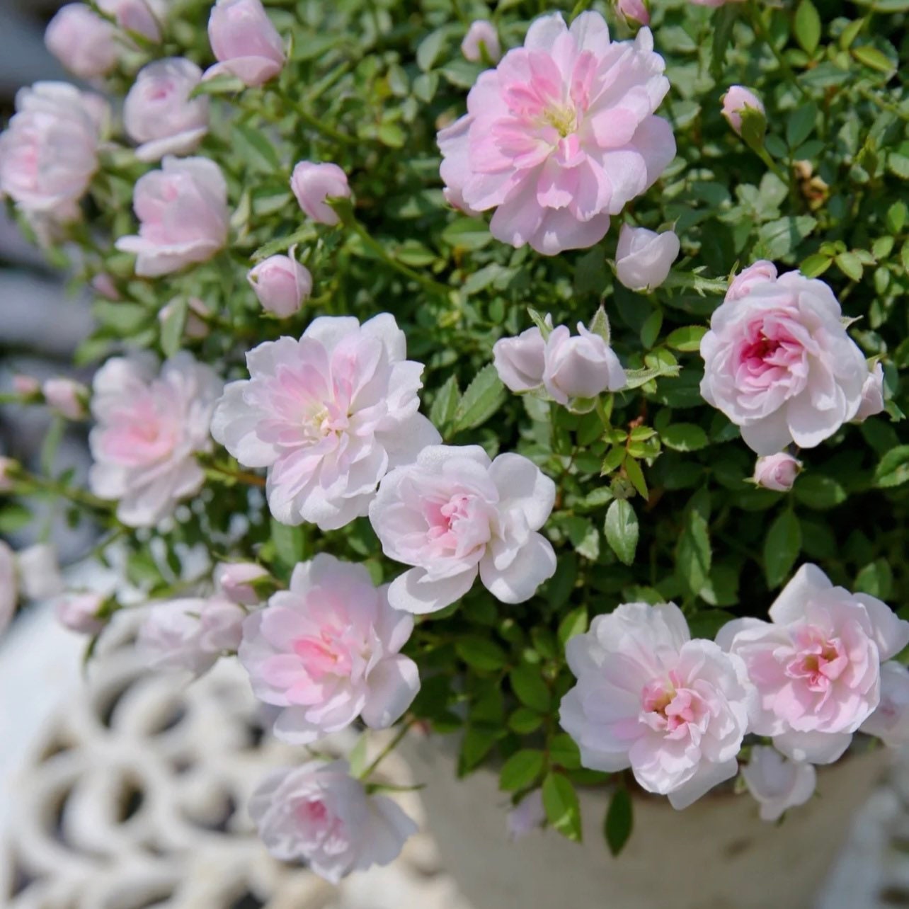 Micro Otome Rose - Kate Roses