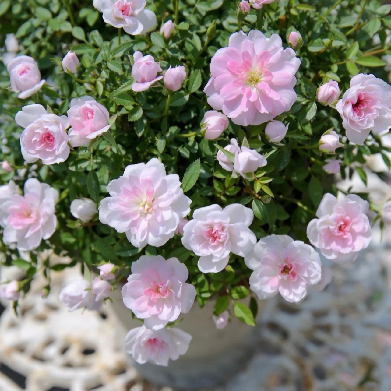 Micro Otome Rose - Kate Roses