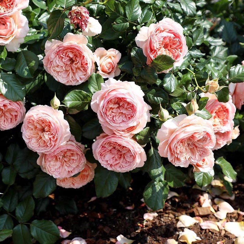 Masora roses blooming abundantly in a sunny garden, showing cupped apricot and pink blooms surrounded by lush green foliage.