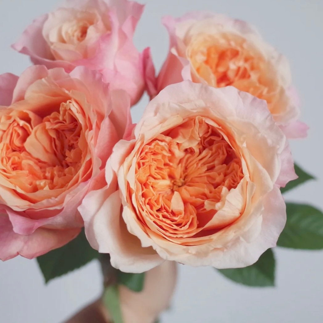 Victoria ‘s Secret Rose - Kate Roses