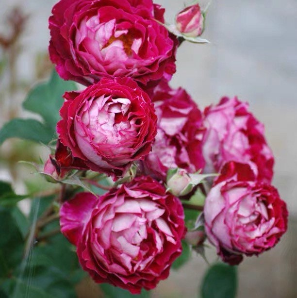 Dominique Massad Rose - Kate Roses