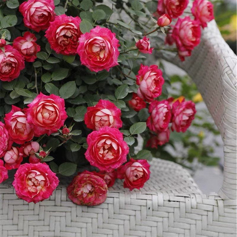 Dominique Massad Rose - Kate Roses