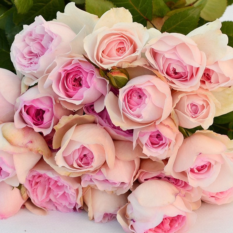 Romantic bouquet featuring Yves L’esprit de fille roses with rounded, cupped-shaped pink blooms and gentle pastel tones.