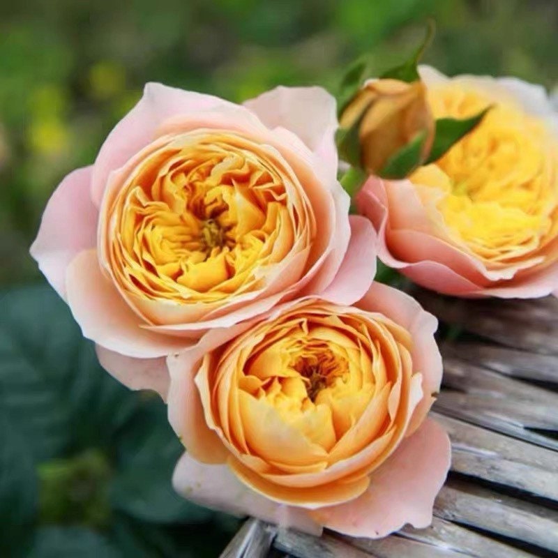 Golden Vuvuzela Rose - Kate Roses