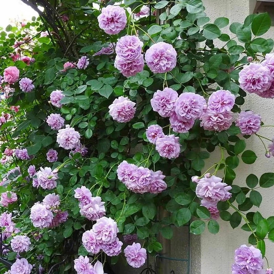 Rainy Blue climbing rose covering a garden arch with clusters of pastel purple flowers, romantic and resilient climber.