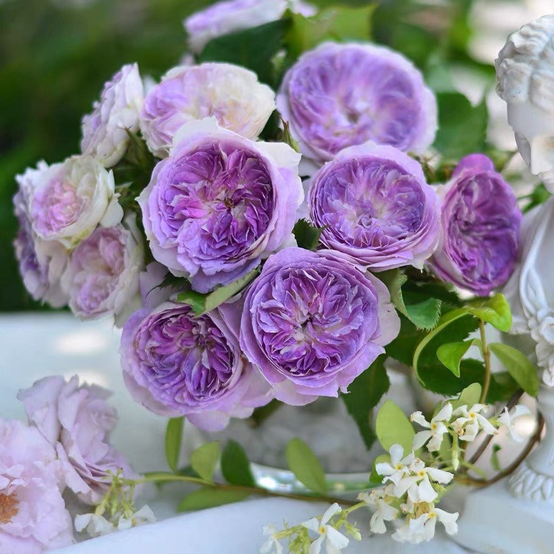 Blue Moon Stone Japanese rose bouquet with layered blue-lavender blooms, fragrant and rare rose from Kate Roses.