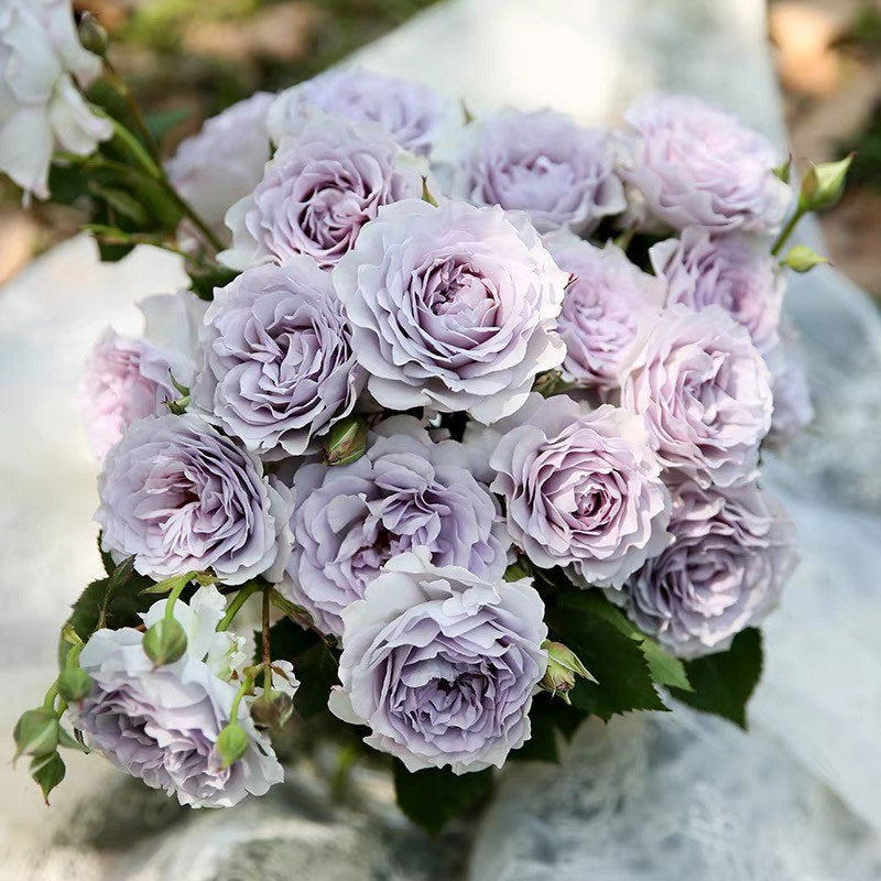 Ji Se rose blooming in garden with pale gray flowers and dense bushy habit, unique modern rose variety.