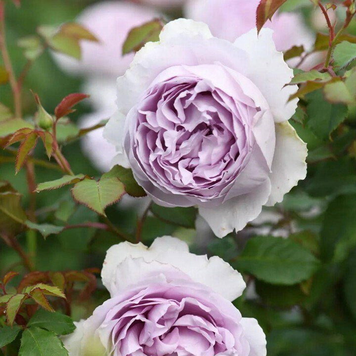 Yin Yin Qing Rose - Kate Roses