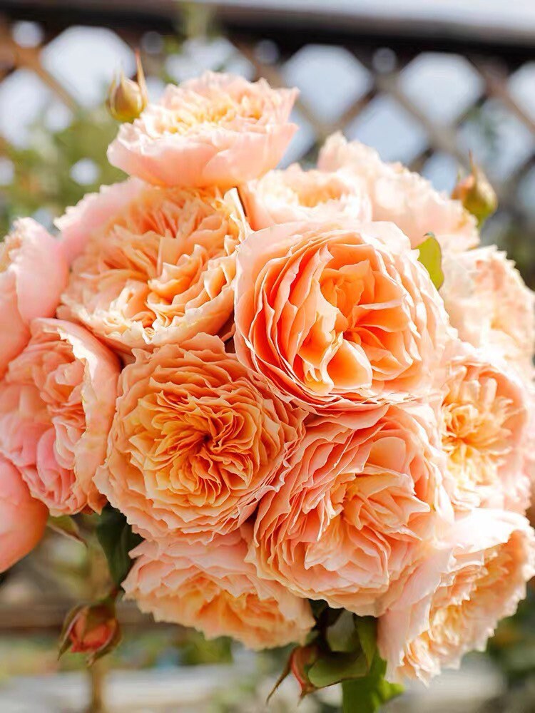 Hanxian Rose - Kate Roses