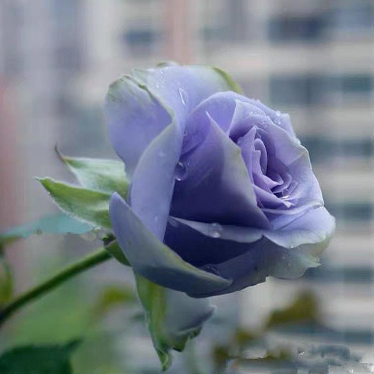 Side view of Turn Blue floribunda rose bloom in soft blue-lavender shade with delicate petal layers.