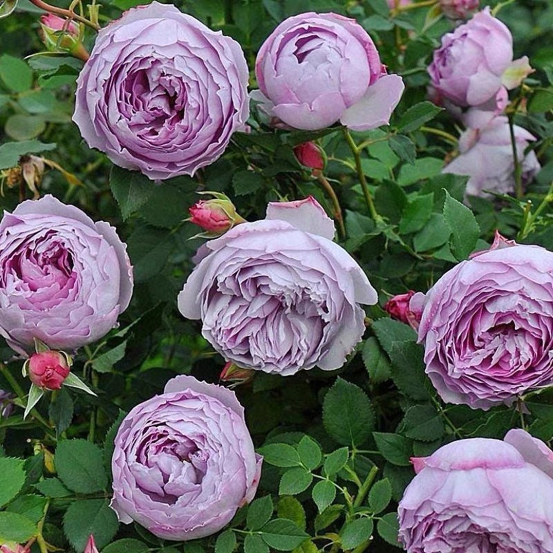 Blue Pompon Rose - Kate Roses