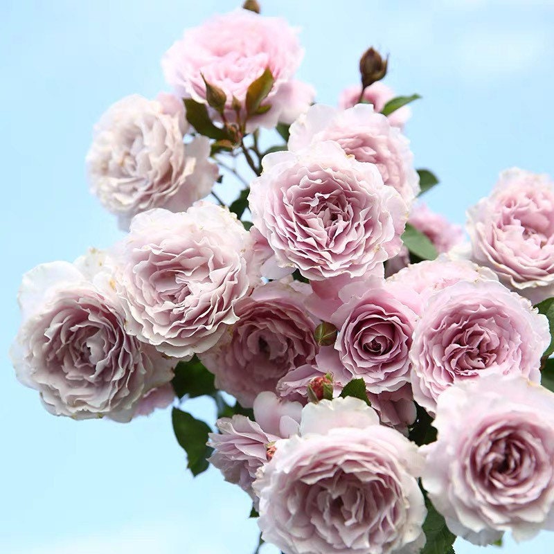 Libellula Japanese lavender rose with ruffled petals, potted rose plant in bloom from Kate Roses.