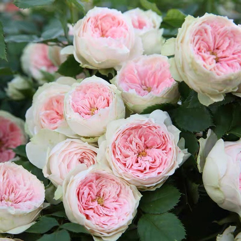 Pompon Veranda rose blooming along a garden border, compact bush with soft pastel flowers and glossy leaves.