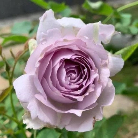 Lucifer Rose - Kate Roses