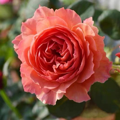 Kaori Kazari Rose - Kate Roses