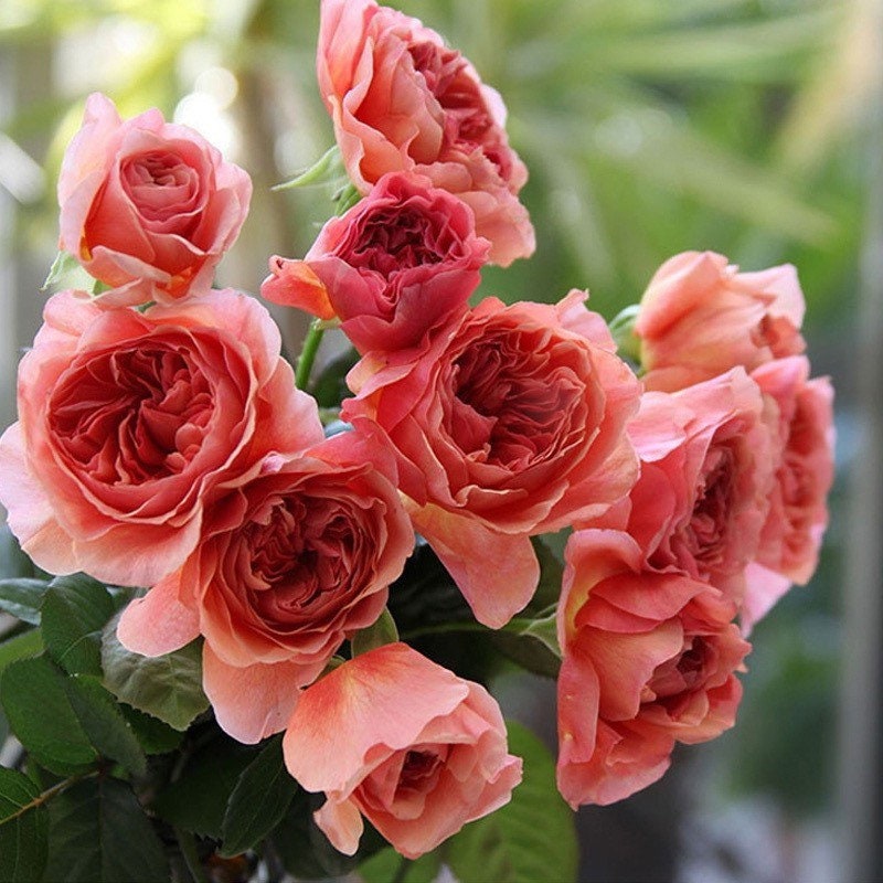 Kaori Kazari Rose - Japanese Rose in Peach and Coral Tones