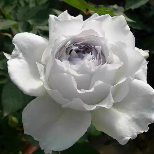 Close-up of Gabriel rose bloom showing delicate ruffled petals fading from white to light lilac, highly fragrant variety.