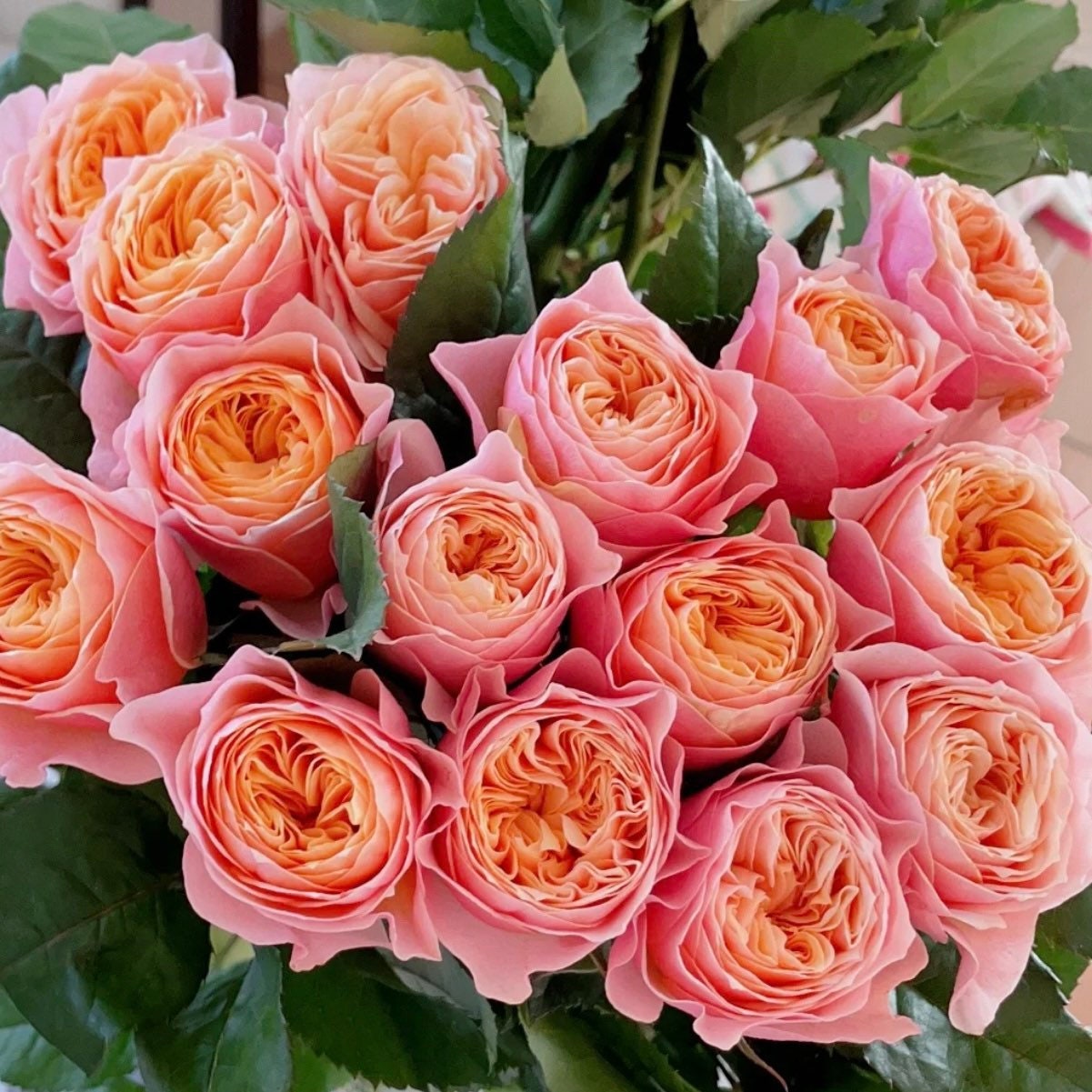 Vuvuzela Rose - Kate Roses