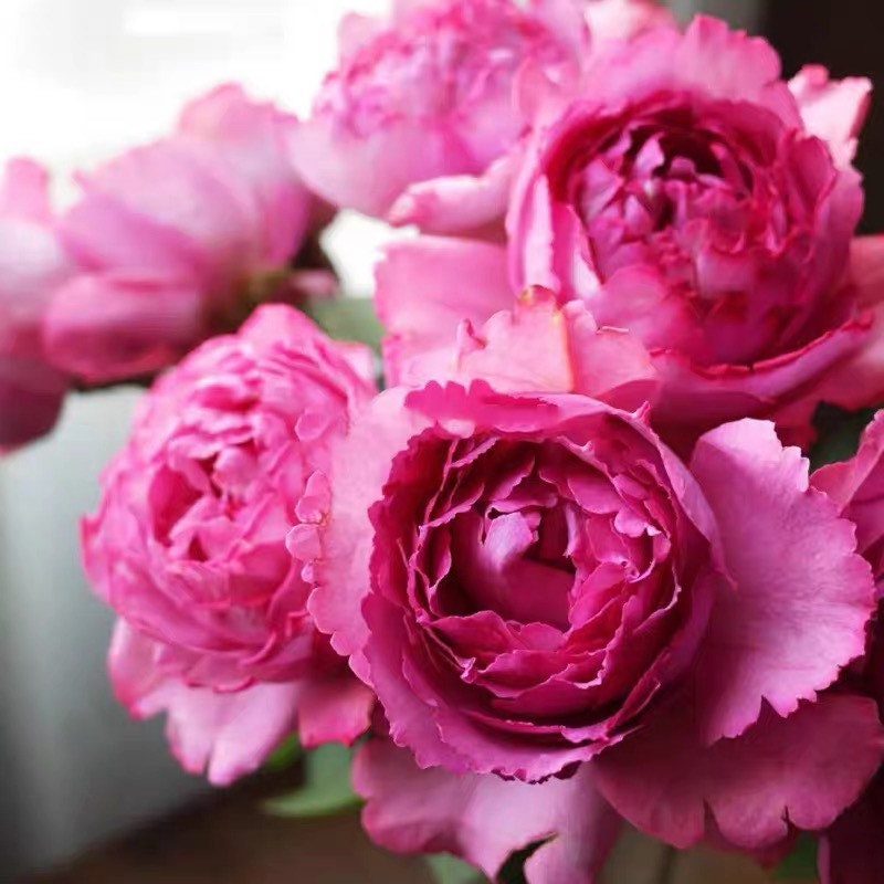 Sheherazad Rose - Kate Roses