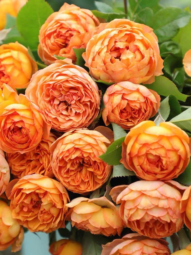 Honey Caramel Rose - Kate Roses