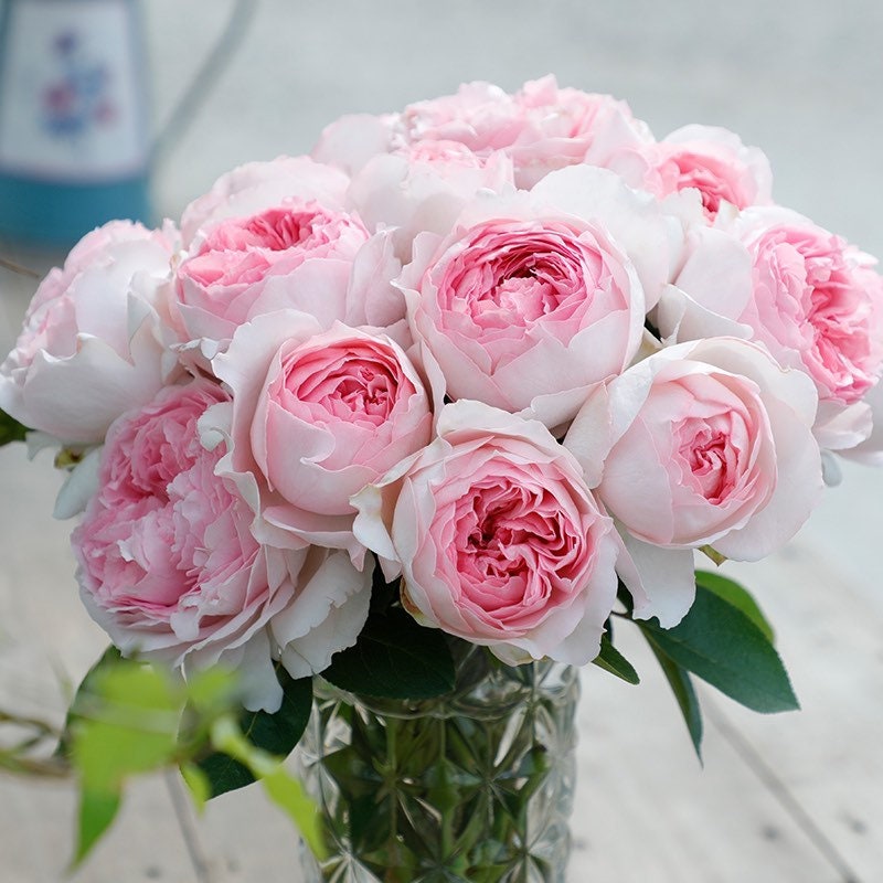Soft pink Yves L’esprit de fille roses arranged in a bouquet, showcasing cupped-shaped petals and delicate texture.