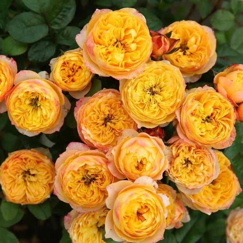 Golden Vuvuzela Rose - Kate Roses