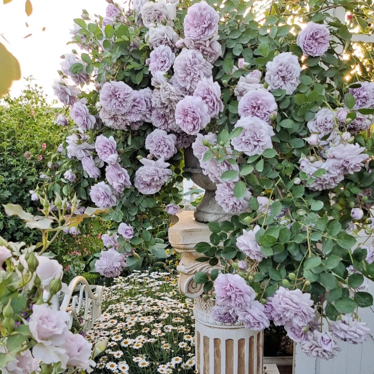 Rainy Blue Climbing Rose glowing in sunlight, soft lavender-blue petals and lush foliage, perfect for fences or trellises.