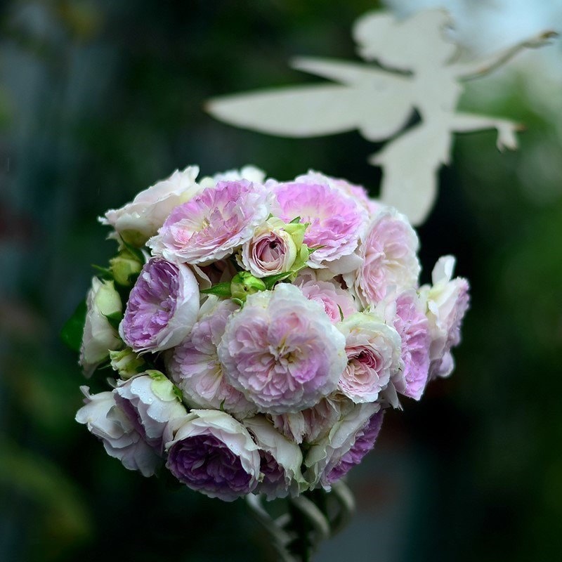 Vase arrangement of Blue Moon Stone roses featuring layered lavender-blue petals and elegant pastel tones, from Kate Roses.