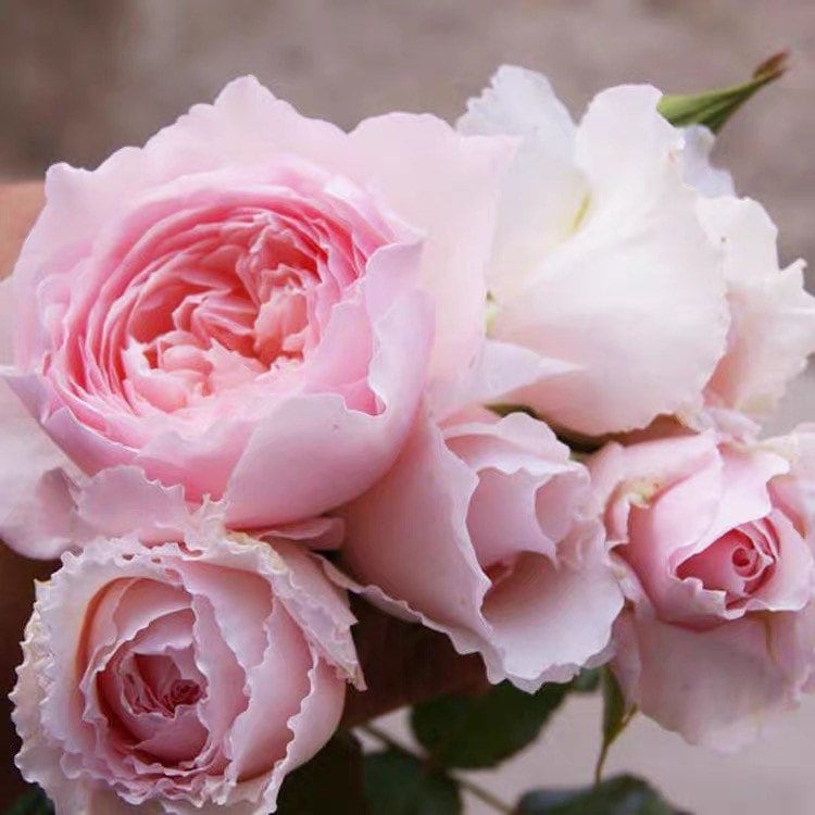 Misaki Rose - Kate Roses