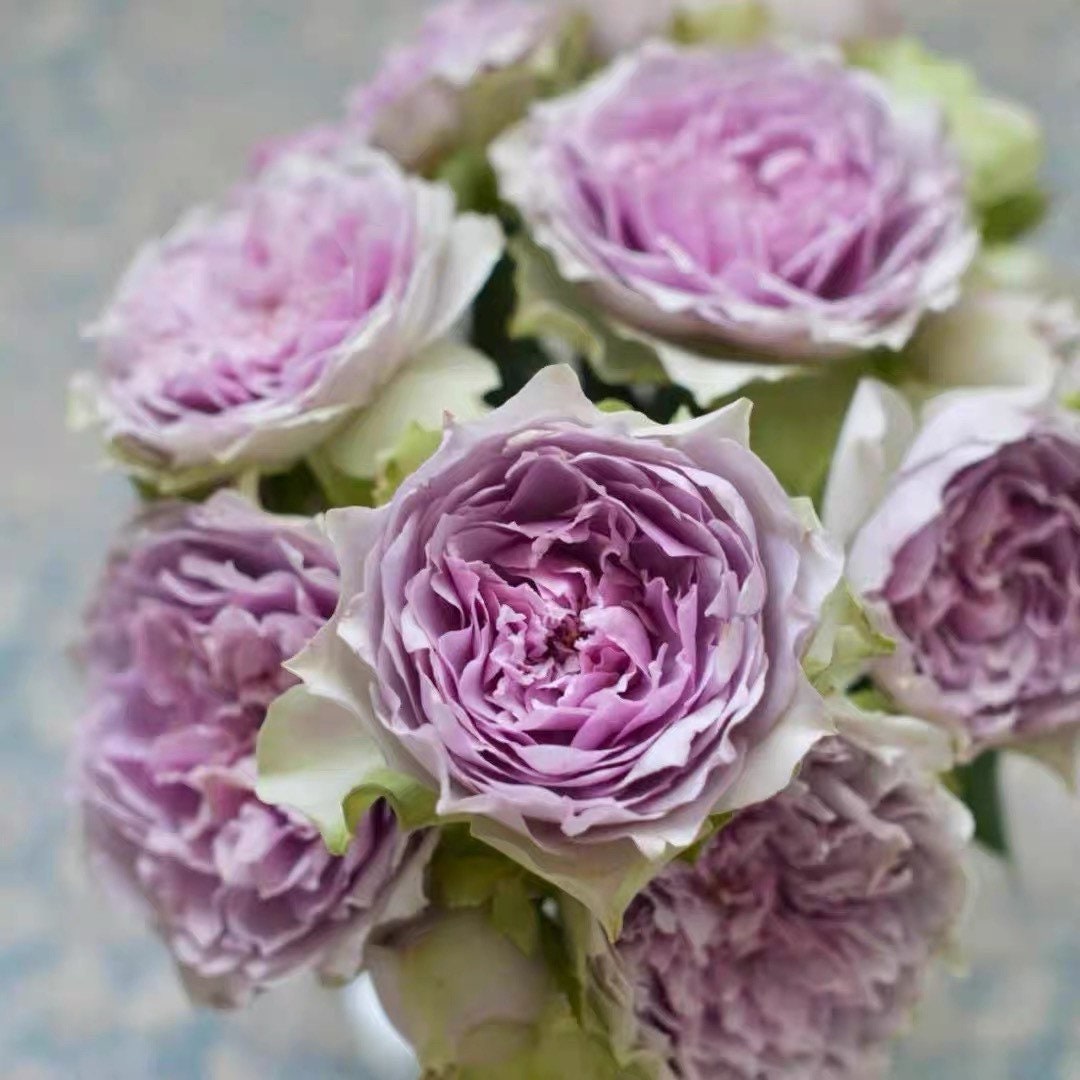 Coffret Rose - Kate Roses