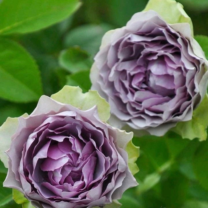 Coffret Rose - Unique Lavender - Purple Bloom - Kate Roses