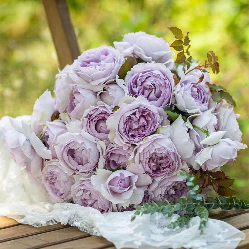 Yin Yin Qing Rose - Kate Roses