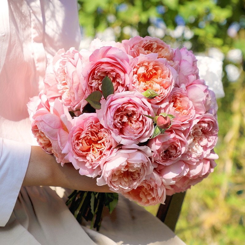 Taoran Rose - Kate Roses