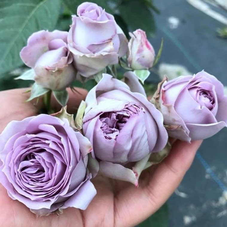 Blue Pompon Rose - Kate Roses