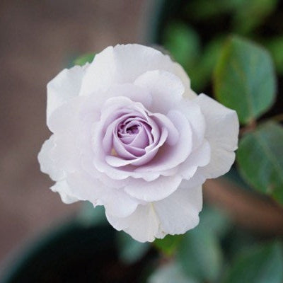Nobel Shine Rose - Kate Roses