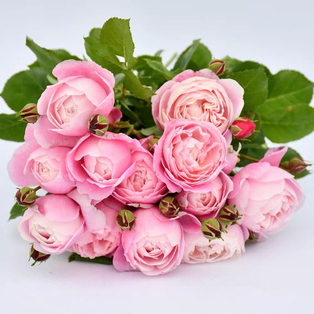 Plume Rose - Kate Roses