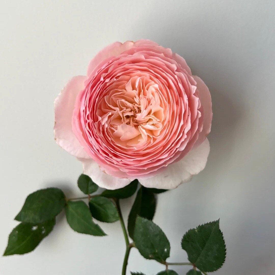 Hiyori Rose - Kate Roses