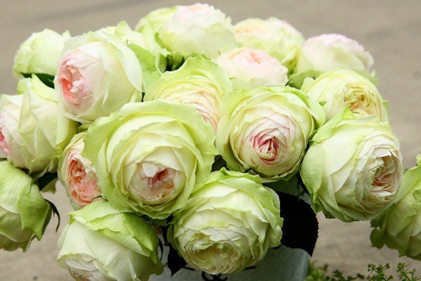 Close-up of Armure Blanche rose bloom showing soft green and pastel pink tones, Japanese variety by Kate Roses.