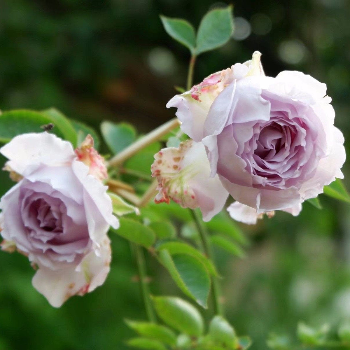 Lucifer Rose - Kate Roses