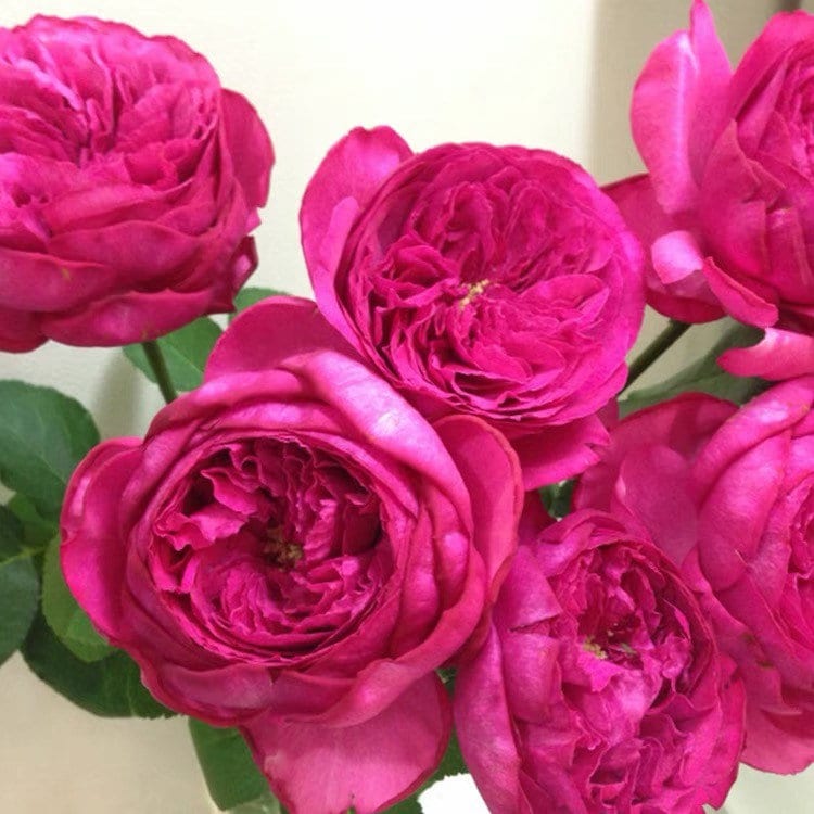 Yves Red Piaget Rose - Kate Roses