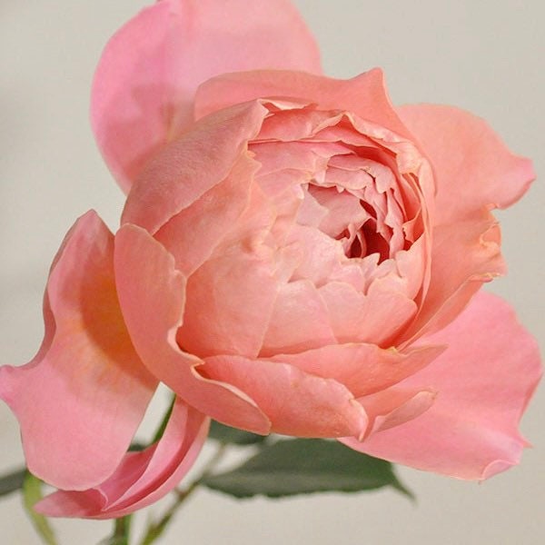 Akane Rose - Kate Roses