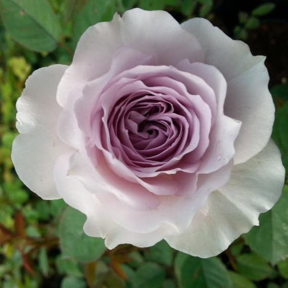 Nobel Shine Rose - Kate Roses