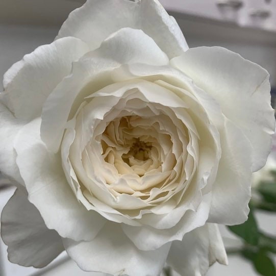 Shirabe Rose - Kate Roses