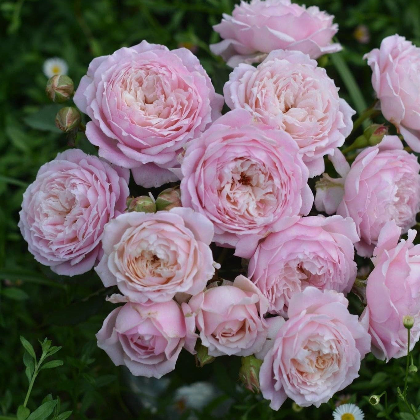 Yves Sucre D‘Art Rose - Kate Roses