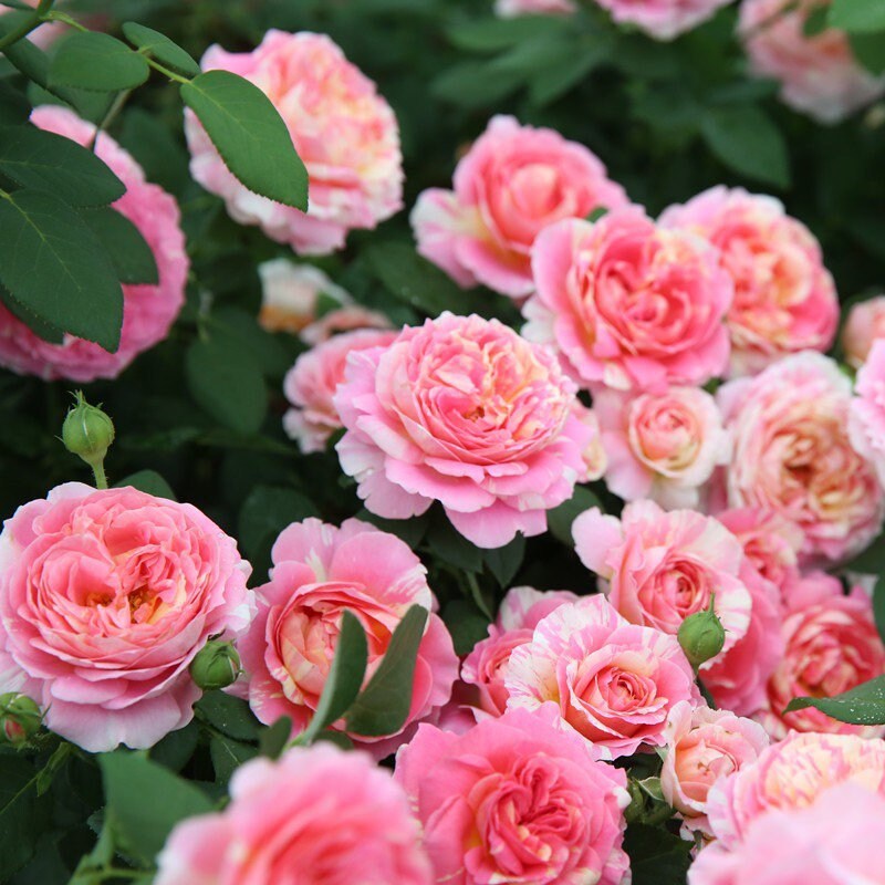 Monet Rose - Kate Roses