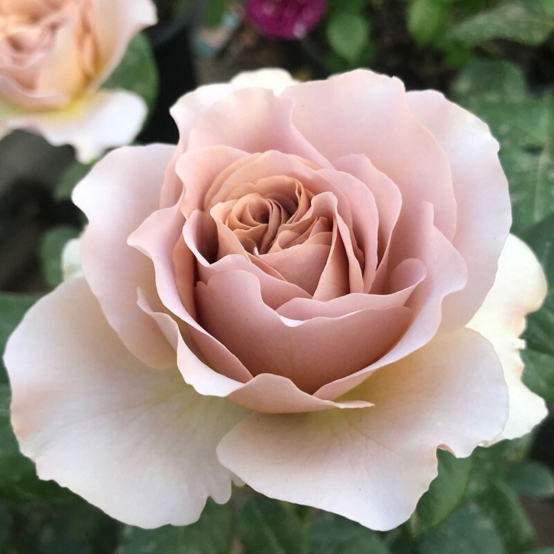 Close-up of Caffe Latte rose showing layered velvety petals in creamy mocha and soft brown shades.