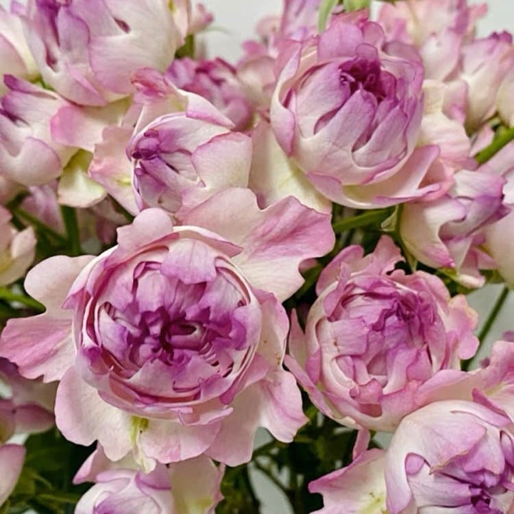 Sea Anemone Rose - Kate Roses