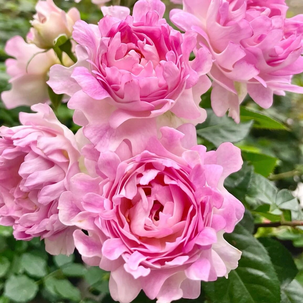 Sea Anemone Rose - Kate Roses