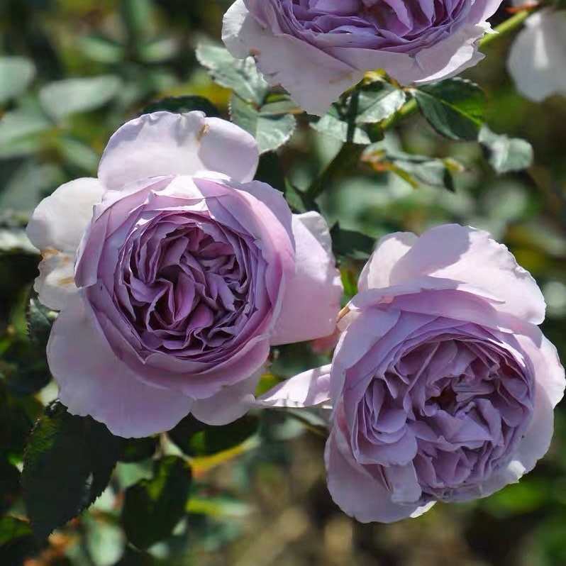 Close-up of Lilas rose bloom showing layered lavender petals with a rich purple heart and over 100 petals.